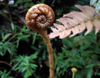Fern-From-Blue